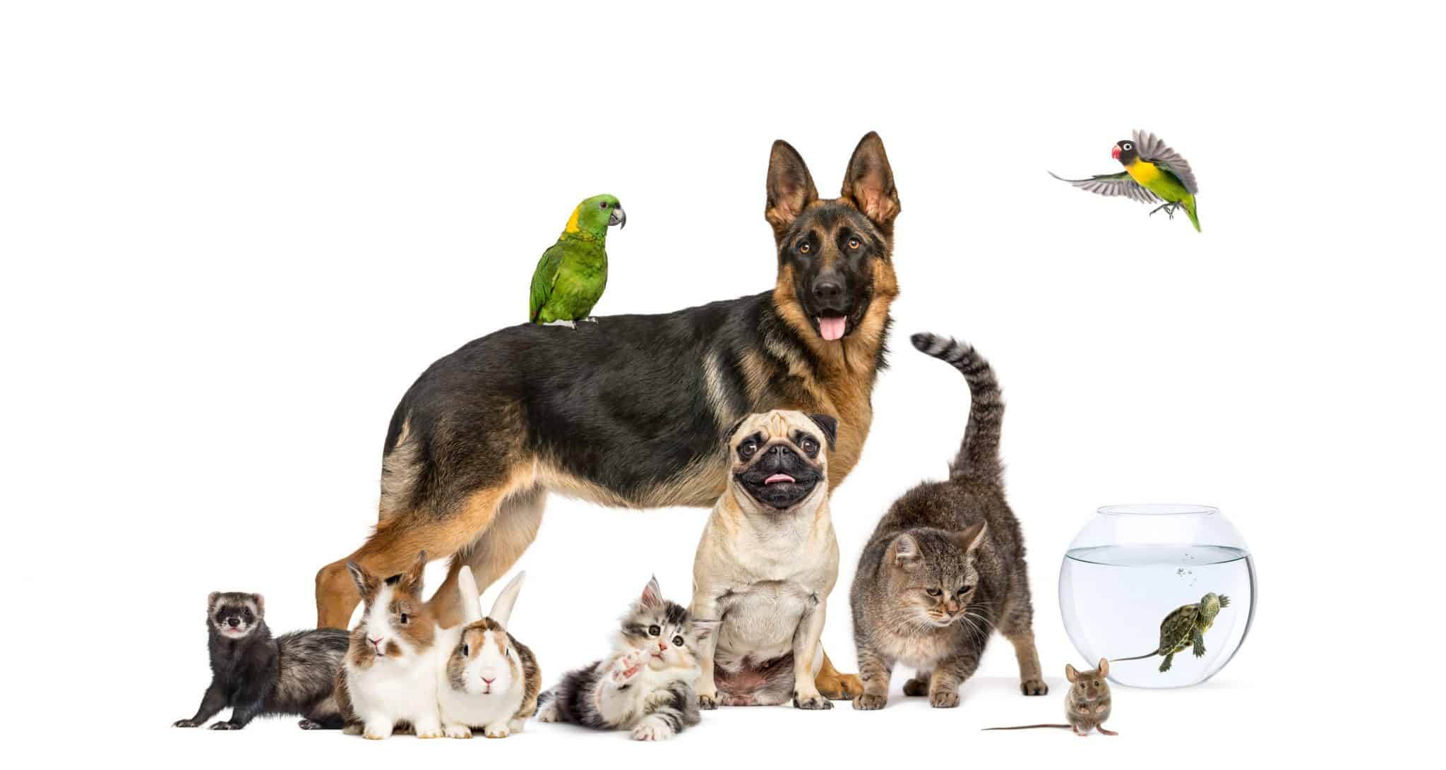 Advanced TRS for Pets: The Safe & Effective Way to Detox Your Furry Friends